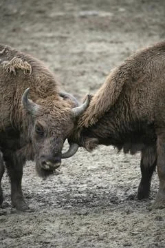 Young bison Foto stock