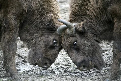 Young bison Foto stock