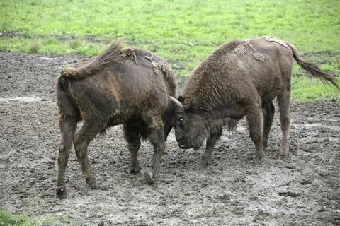 Young bison Foto stock