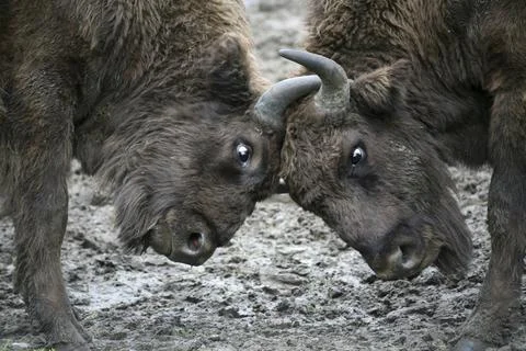 Young bison Foto stock