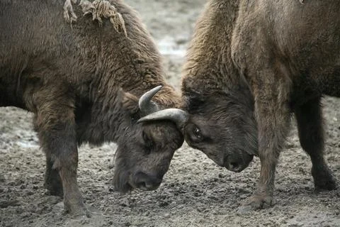 Young bison Foto stock