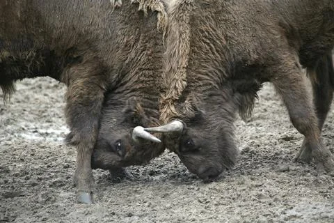 Young bison Foto stock