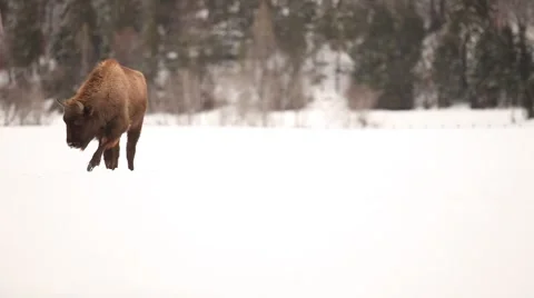 Young Bison in snow Stock Footage 67311657