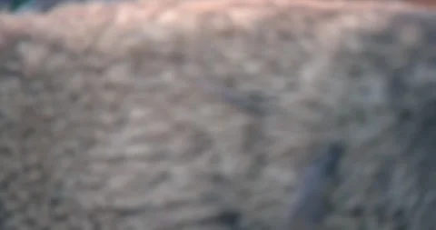 A young bison walking with the herd Stock Footage 336756290