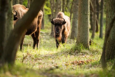 Young bison in the woods Stock Photos