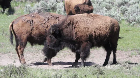 Young Bison in Yellowstone Stock Footage 25625613