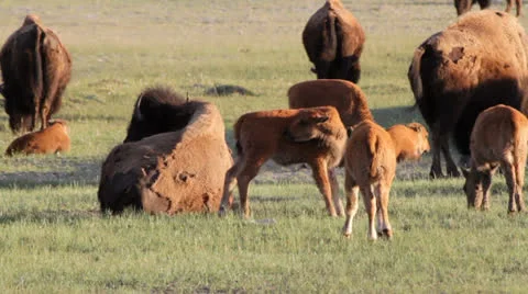 Young Bison in Yellowstone Видео 25626437