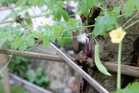 Young Bitter Melon Fruit Hanging on a Home Garden Trellis Stock Photos