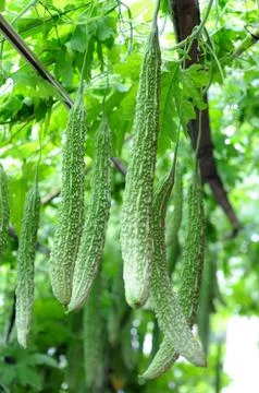 Young bitter melon Stock Photos