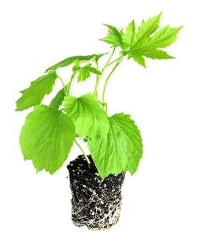 Young bitter melon vine Stock Photos