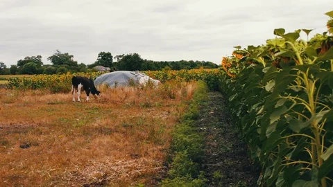 Young black and white bull eating fresh green food on the field.Cow grazing Stock Footage