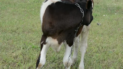 A young black and white calf stands in lush green grass in a field 動画素材 343271422