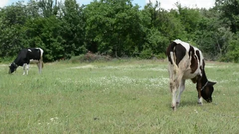 A young black and white calf stands with its back toward the camera 動画素材 343271433