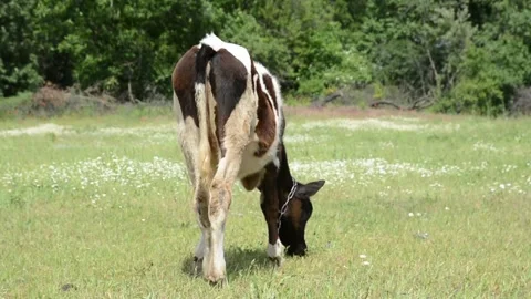 A young black and white calf stands with its back toward the camera 스톡 동영상 343271435