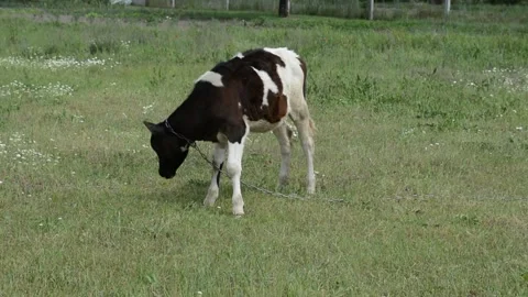A young black and white calf grazes on fresh green grass in a peaceful field. 動画素材 343271445