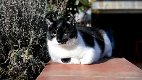 Young black and white cat lying in the garden. Stock Footage 72699731