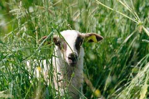 Young black and white lamb Stock Photos