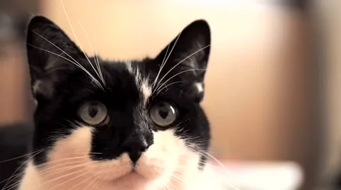 Young Black and White Pet Kitten Stock Footage 48765772