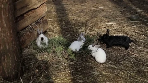 Young black and white rabbits sit on the ground and eat on the farm. Stock Footage 75954980