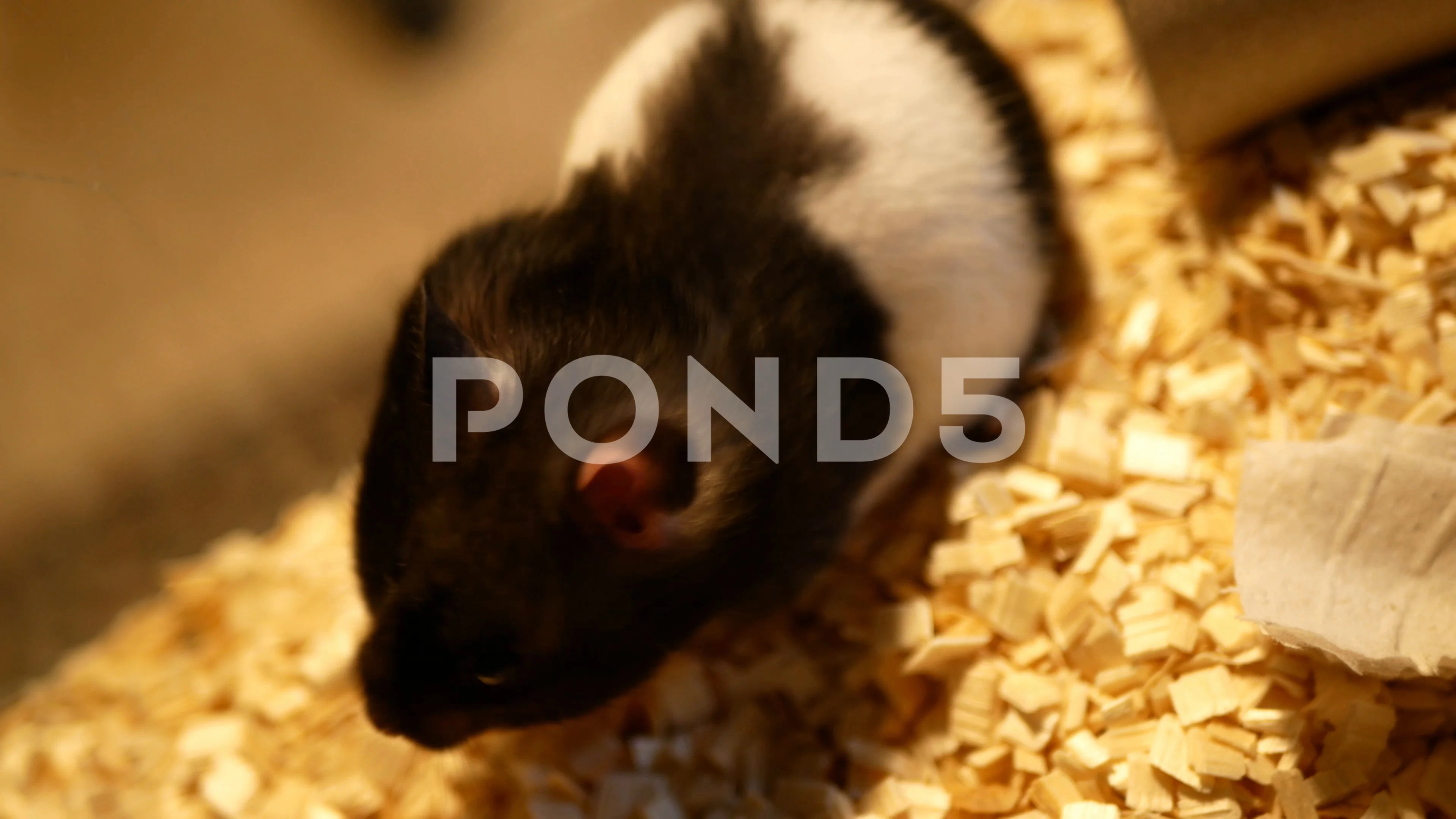 Young black and white syrian hamster stu... | Stock Video | Pond5