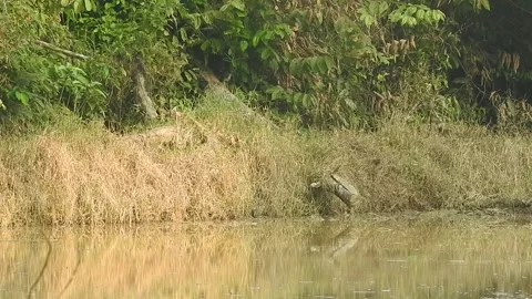 Young Black-and-White Waterhen Foraging in Rice Field Stock Footage 308459953