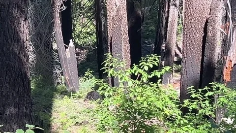 Young Black Bear Foraging in Tuolumne Grove Yosemite 4K Stock Footage 341284046