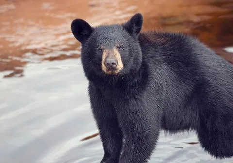 Young black bear Stock Photos