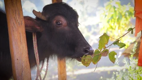 Young black buffalo eats a twig from female hands and looks around. Close-up of Vídeo Stock 105380025