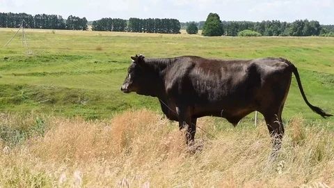 Young Black Bull Stock Footage 88777136