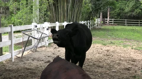 Young black bull Stock Footage 154762093