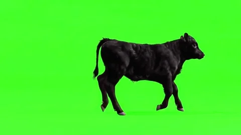 Young black calf walking isolated on green chroma key background Stock Footage 320955611