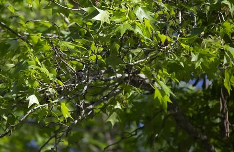 Young Black-Capped Chickadee Stock Photos