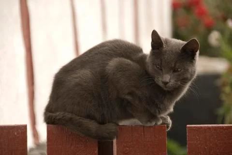 Young Black Cat Stock Photos