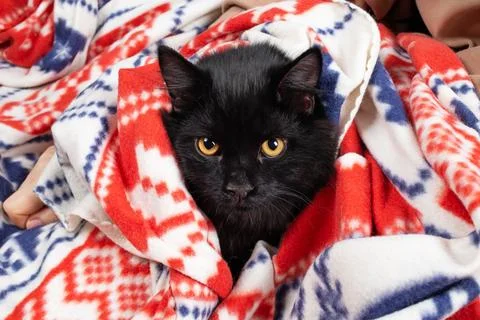 Young black cat Stock Photos