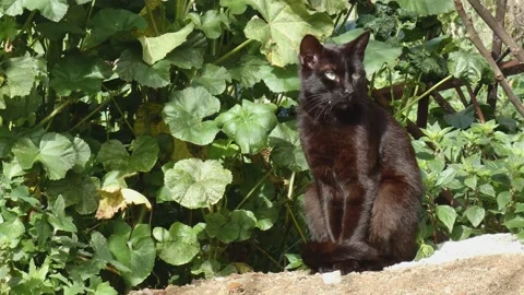 A young black cat resting and basking in the morning sun to warm herself while Stock Footage 239759767