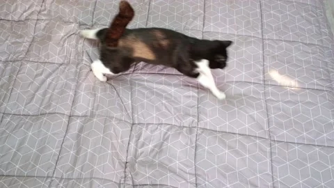 A young black cat running on the bed, catching sunbeams, top view. Stock Footage 164682388