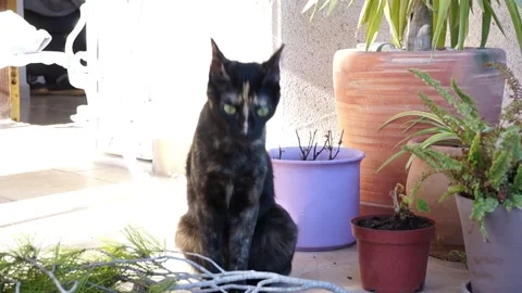 Young black cat sitting on terrace Stock Footage 253182688