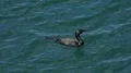 Young black cormorant bird swimming and diving close up in water 4k or 4k+ Resolution