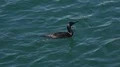 Young black cormorant bird swimming and diving close up in water 4k or 4k+ Resolution