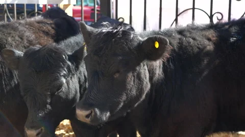 Young black cows with tags in their ears Stock Footage 152420010