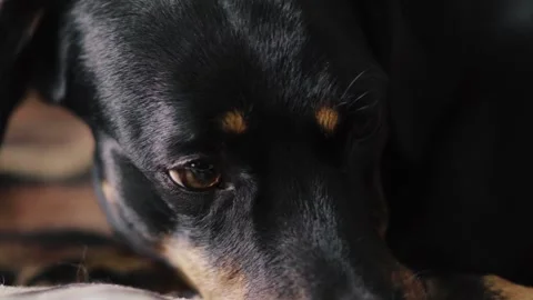 Young black dachshund dog Stock Footage 346390372