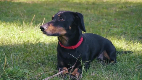 Young black dachshund Video stock 343615126