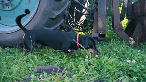 Young black dachshund Видео 343615138