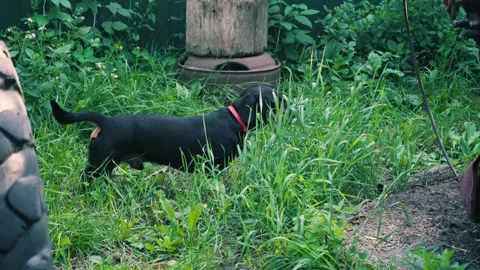 Young black dachshund Stock-Footage 343615161