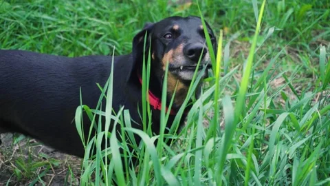 Young black dachshund 스톡 동영상 343615174