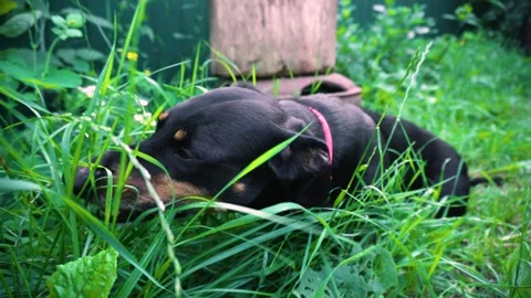 Young black dachshund Video stock 343615205