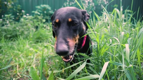 Young black dachshund Video stock 343615227