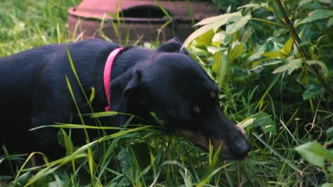 Young black dachshund Video stock 343615240