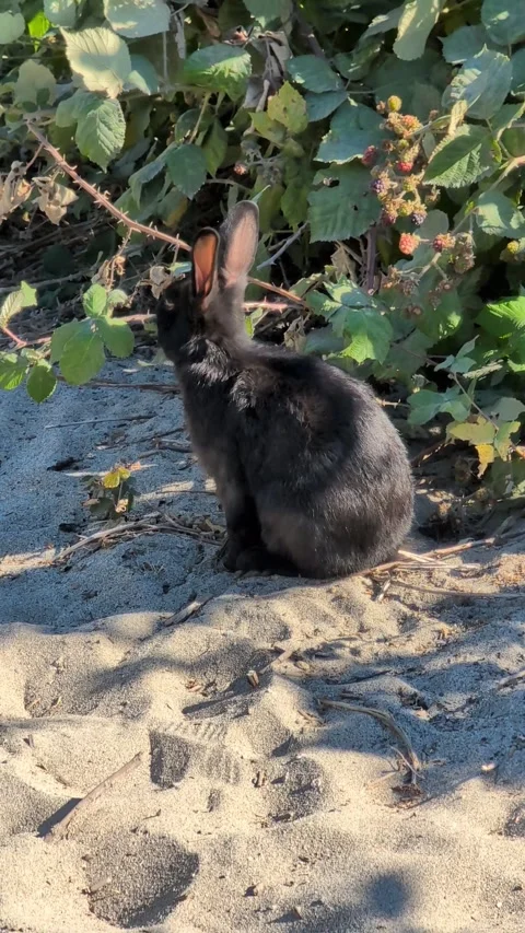 Young black decorative rabbit eating blackberries and basking in the sun Video stock 326007916