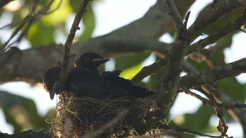 Young black drongo asking for food Stock Footage 76289890